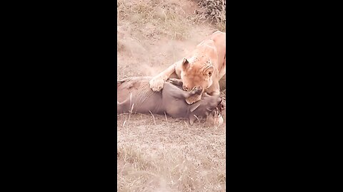 Look how the lion and tiger caught the pig. 😯