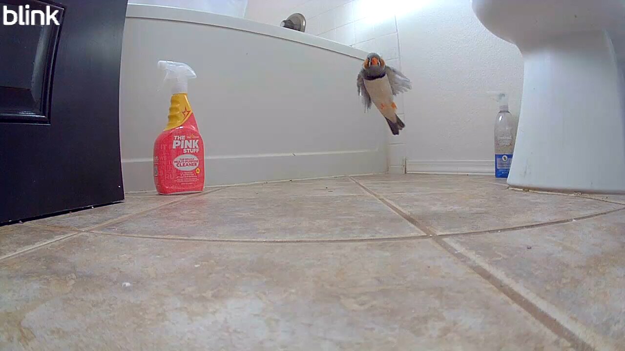 Finch fights with instruction manual