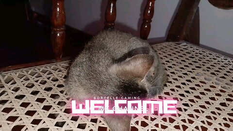 Litte Cute Kitty🥰🥰
