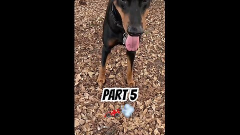 Doberman vs Traxxas XRT (Part 5): Vader Wins the Final Chase 🐾🏆🚗