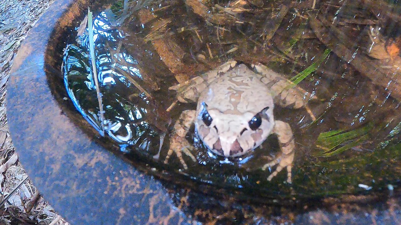 Váratlan találkozás a különleges Északi Rácsos Békával