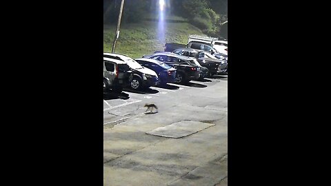 On the prowl