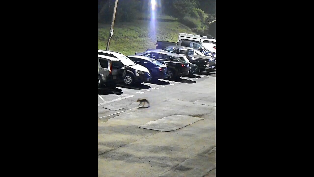 On the prowl