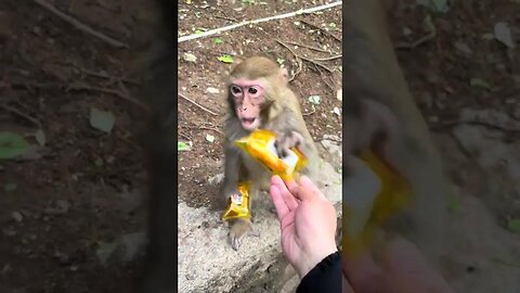3 breads are enough for a monkey