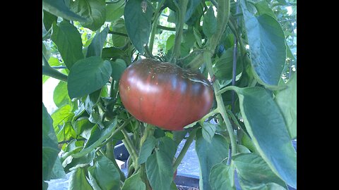 Harvesting Our Black Brandywine And Hossinator Tomatoes 5/21/25