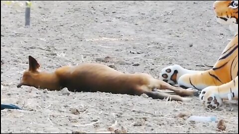 Dog's Comedy Videos 🤣 lion fuck comedy Videos 😂