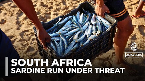 South Africa_s sardine run under threat due to climate change and overfishing