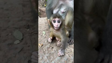 Baby monkey for the first time in his life chewed beans