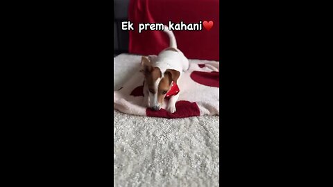 cat dog prem kahani