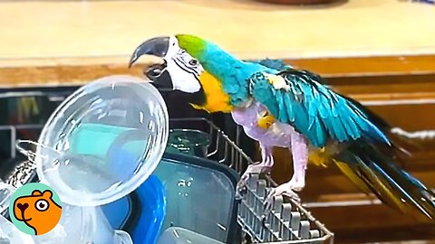 Macaw Spent 26 Years In Silence. Now He Rules the House | Cuddle Buddies