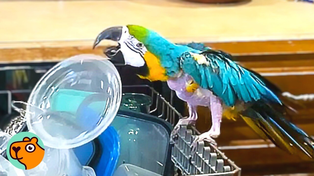 Macaw Spent 26 Years In Silence. Now He Rules the House | Cuddle Buddies