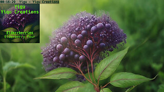 Elderberry Four
