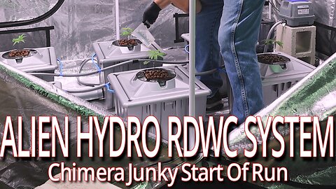 Alien Hydro RDWC System, Chimera Junky Start Of Run