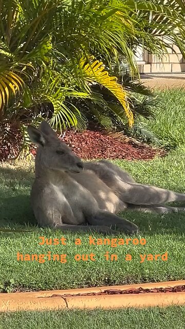Kangaroo relaxing