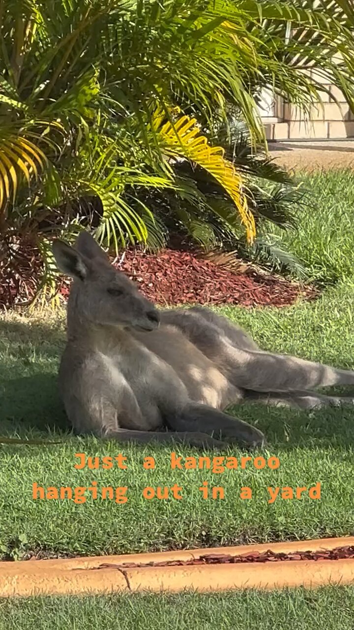 Kangaroo relaxing
