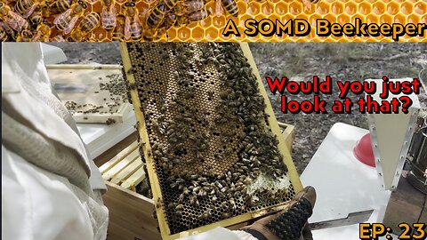 SOMD Beekeeping ep: 23 - Visual mite checks, End of august inspections - pt1