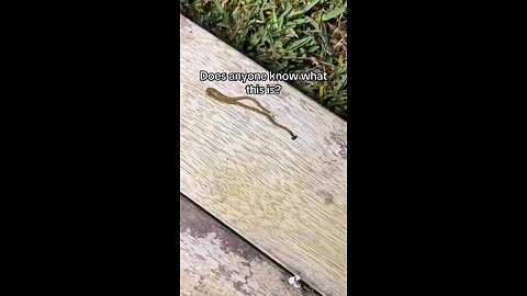 What is this thing? Anyone know the name?