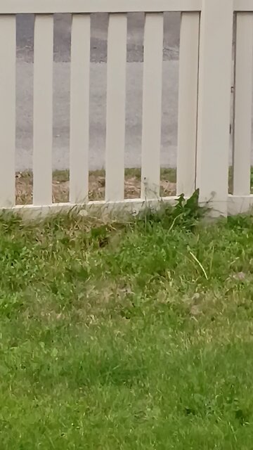 The neighborhood velociraptors are Back!!!