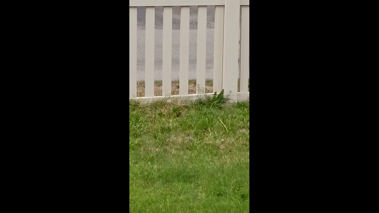 The neighborhood velociraptors are Back!!!