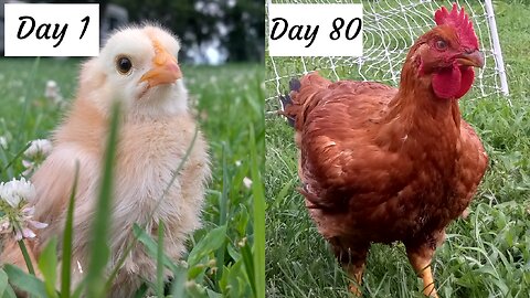How to Produce Your Own Chicken in 90 Days