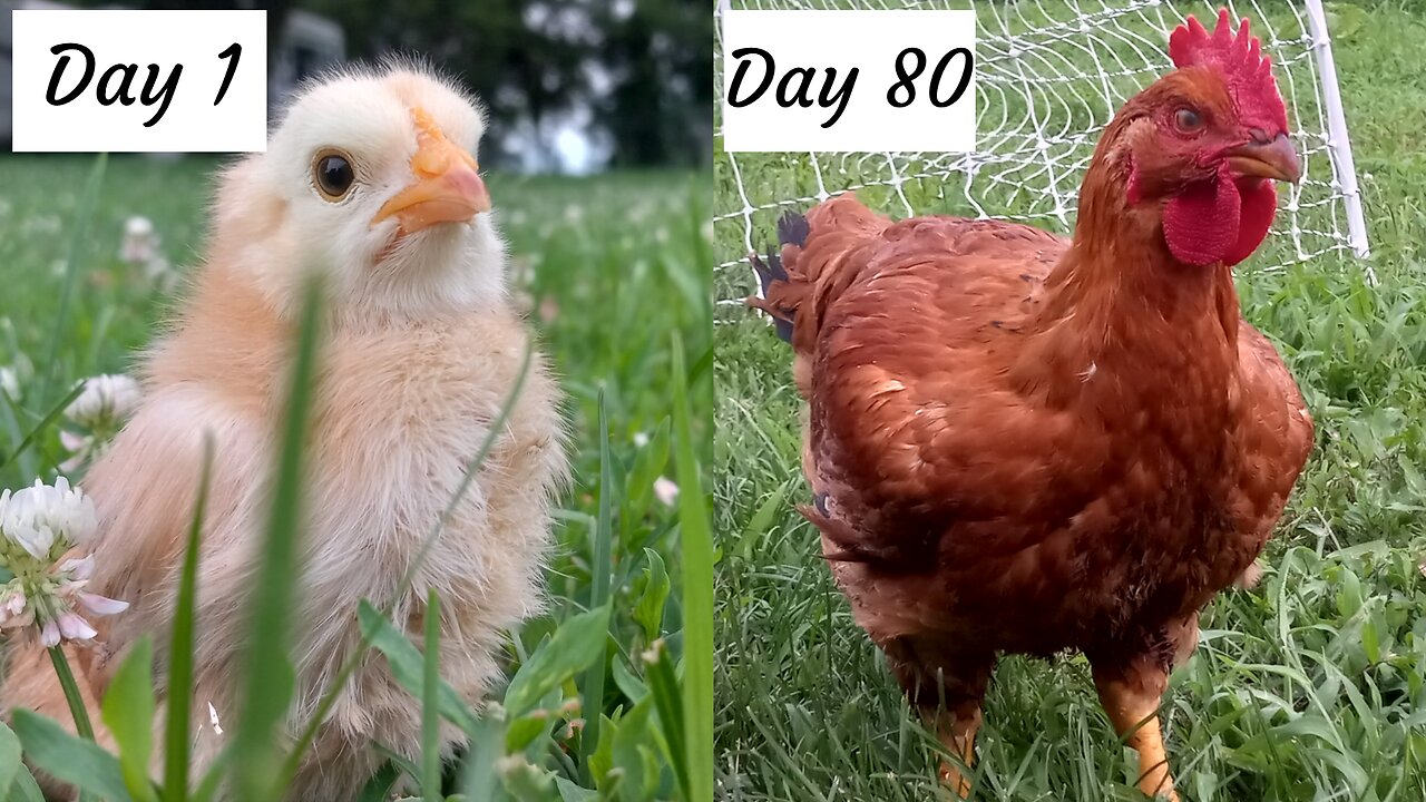 How to Produce Your Own Chicken in 90 Days - Homesteading Journey