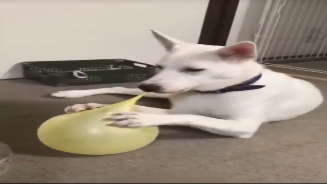 Ultimate Funny Cats & Dogs Compilation!| Hilarious pet videos|Cute animal |funny cats and dogs