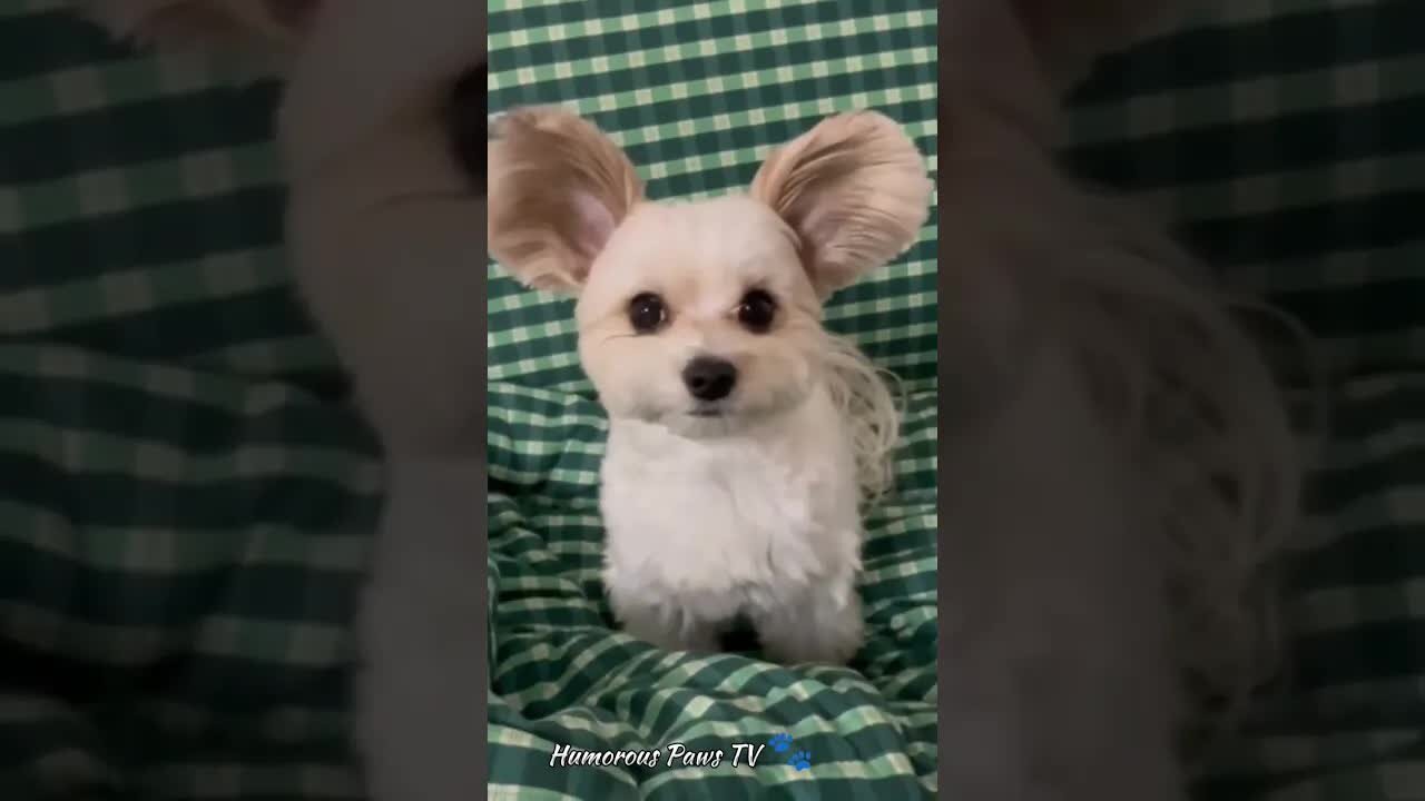 funny and crazy animal monents