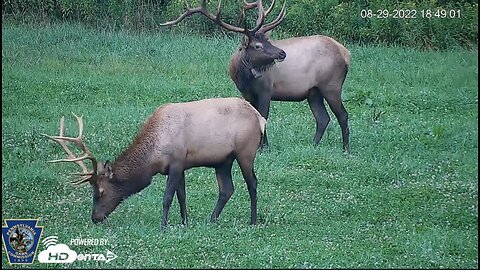 Pennsylvania Elk Live Webcam