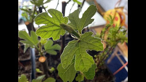 Rooting Fig Cuttings