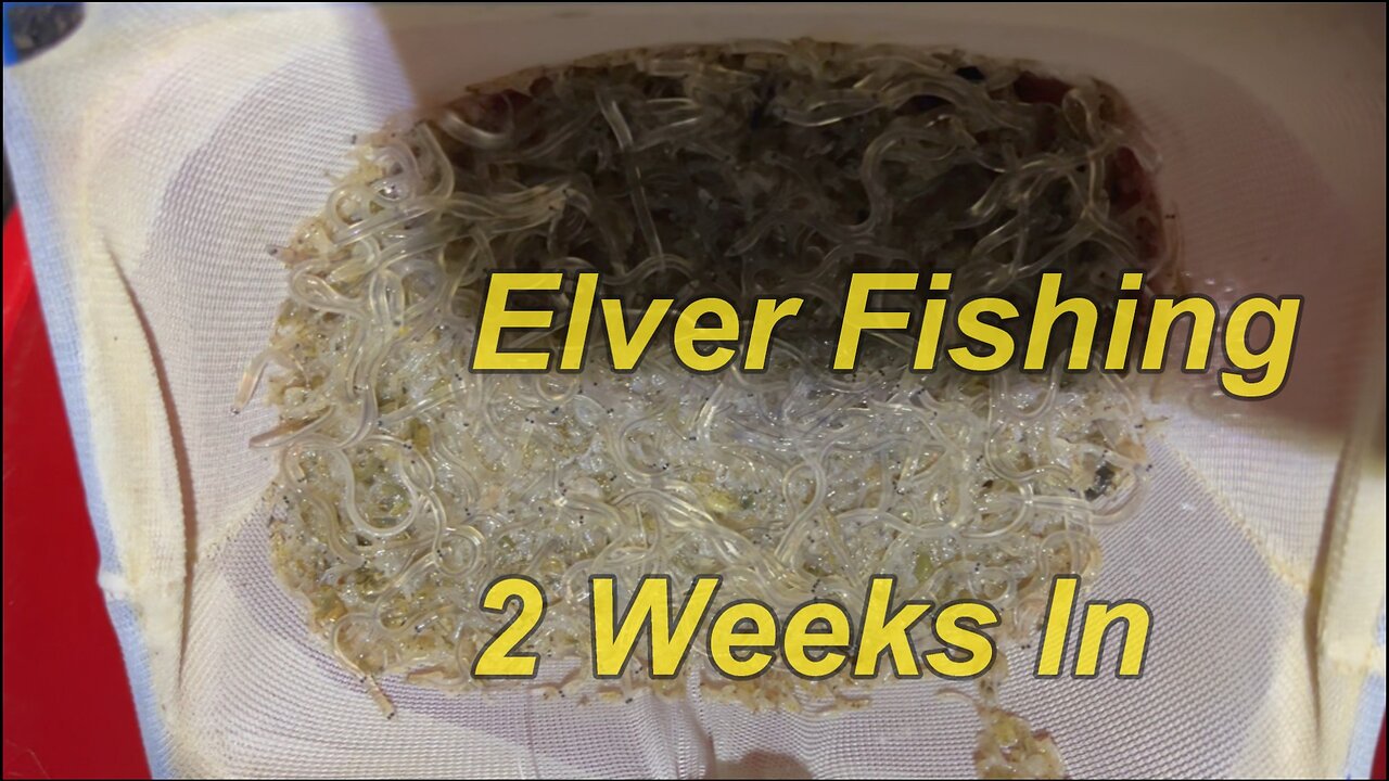 Elver Fishing- 2 Weeks In...Its Been Slow