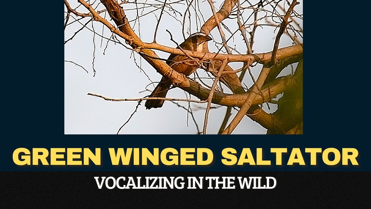 Green-winged Saltator (Saltator similis) Regional Singing Vocalizing in the Wild