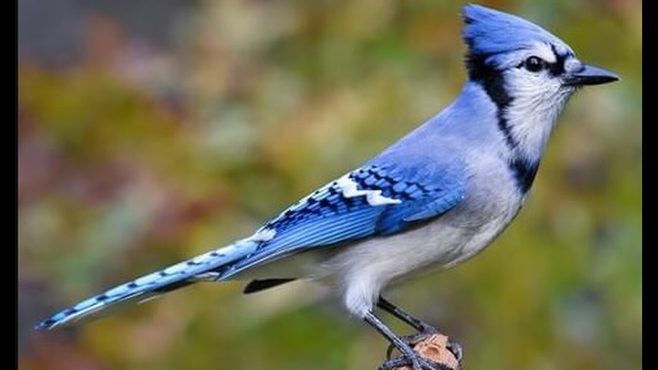 Blue Jay wake up ringtones