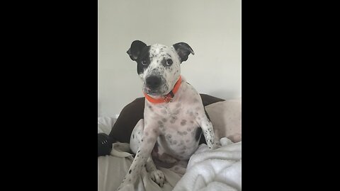 DOG DANCES FOR JOY!!!