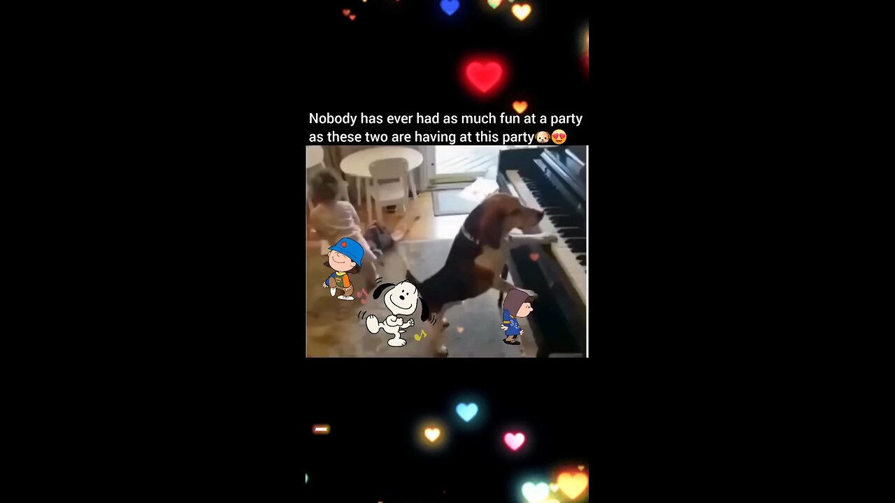 Dog & Cat Compilation