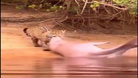 Jaguar drags dolphin out of the water to eat.