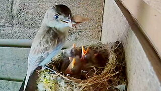 Bird Trying to Feed a Moth to Its Babies