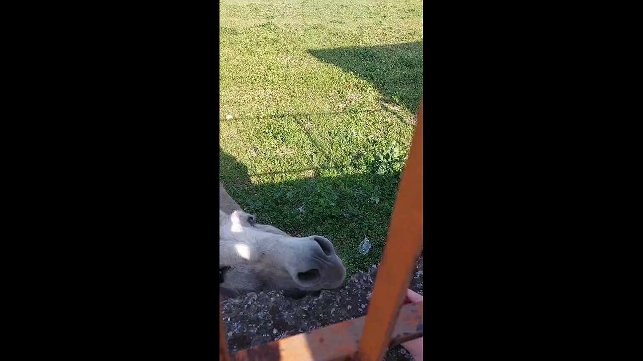 Asino che mangia mela