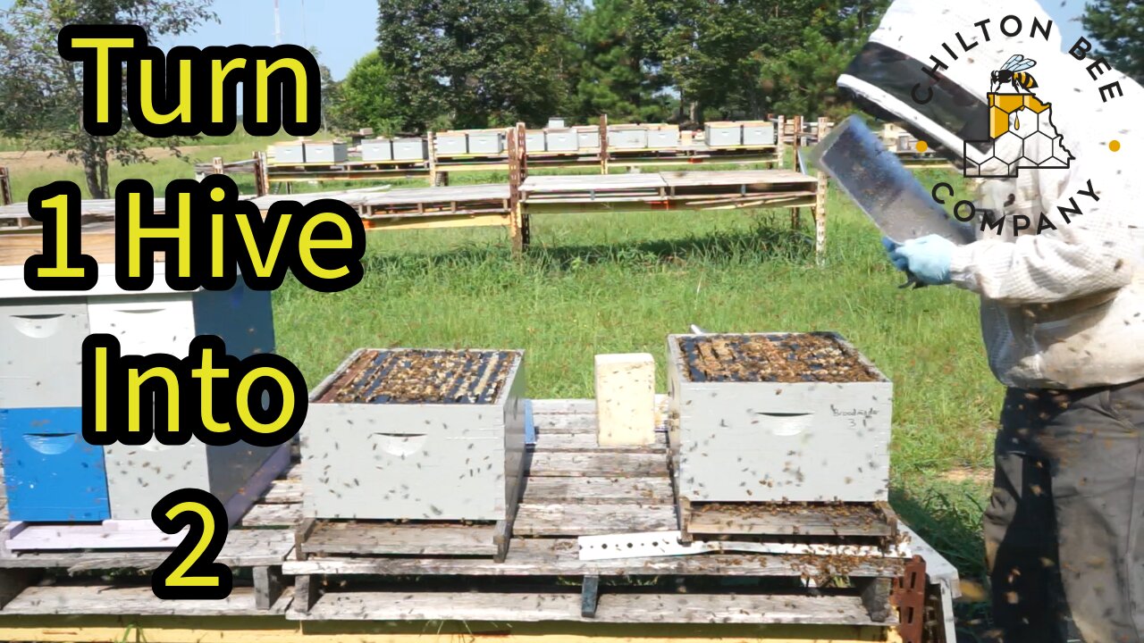 Quick Way To Turn 1 Hive Into 2