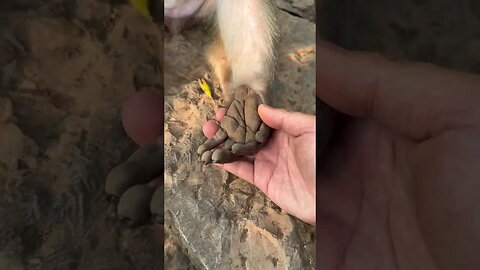 don't let me see monkey
