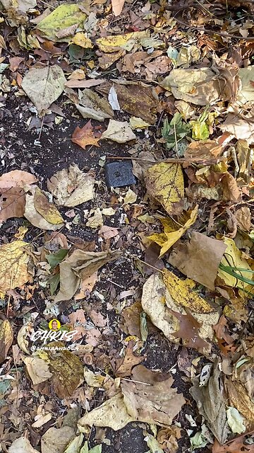 WHAT COULD IT HAVE BEEN?