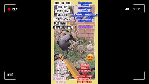 Join me on this nature adventure as we explore the beauty of wildlife in action. #Viral #Trending