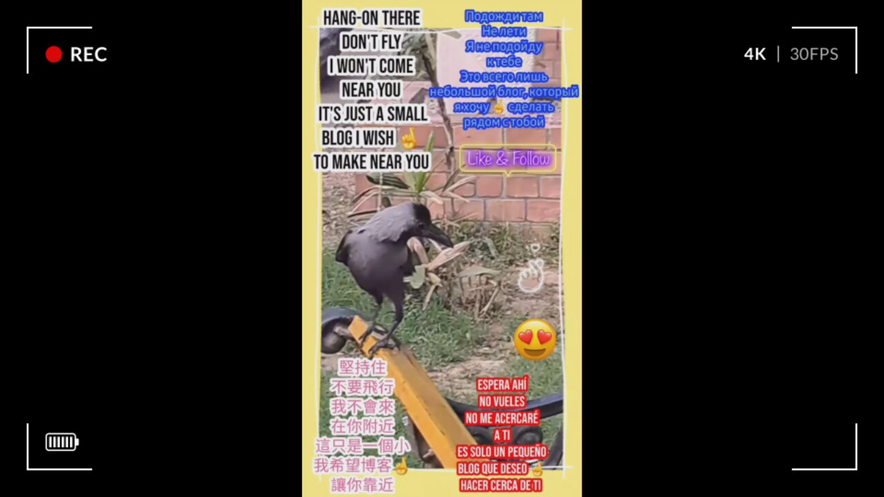 Join me on this nature adventure as we explore the beauty of wildlife in action. #Viral #Trending