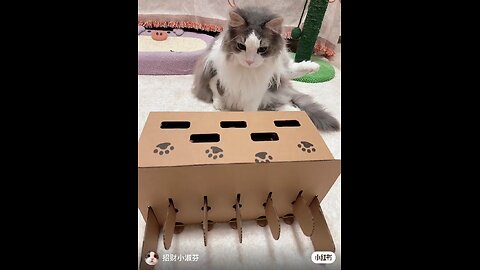 The Cutest Cat on the Internet! 🐾