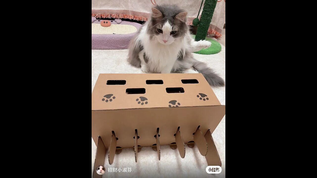 The Cutest Cat on the Internet! 🐾