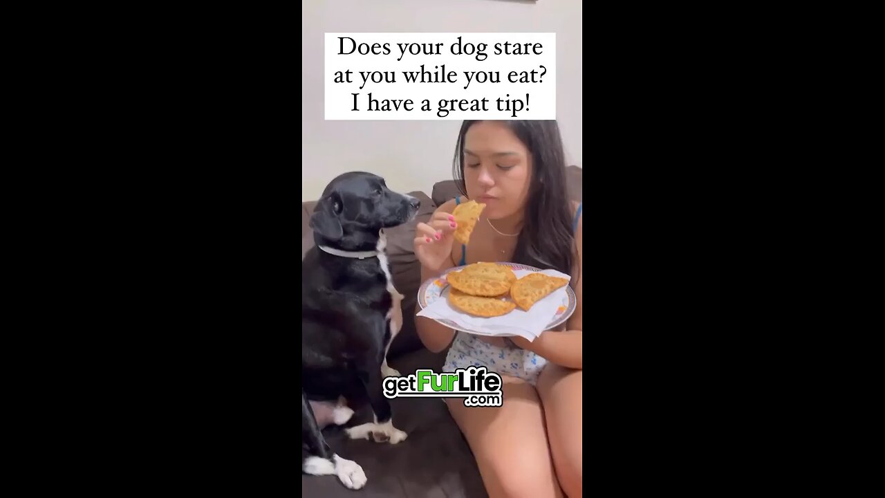 Dog Gets a Taste of His Own Medicine