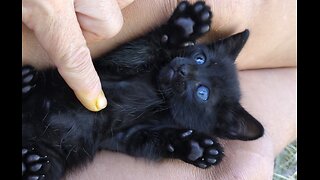 2025 11 24 Off-grid with Marjory Wildcraft