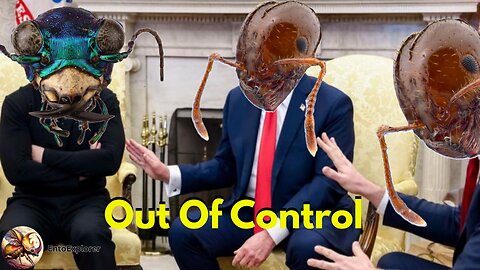 Poor Control For Unstoppable Fire Ants