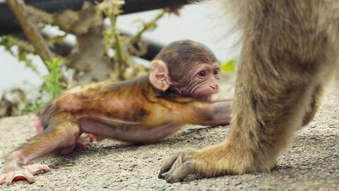 Primate Politics: How Macaques Use Babies to Fix Broken Friendships