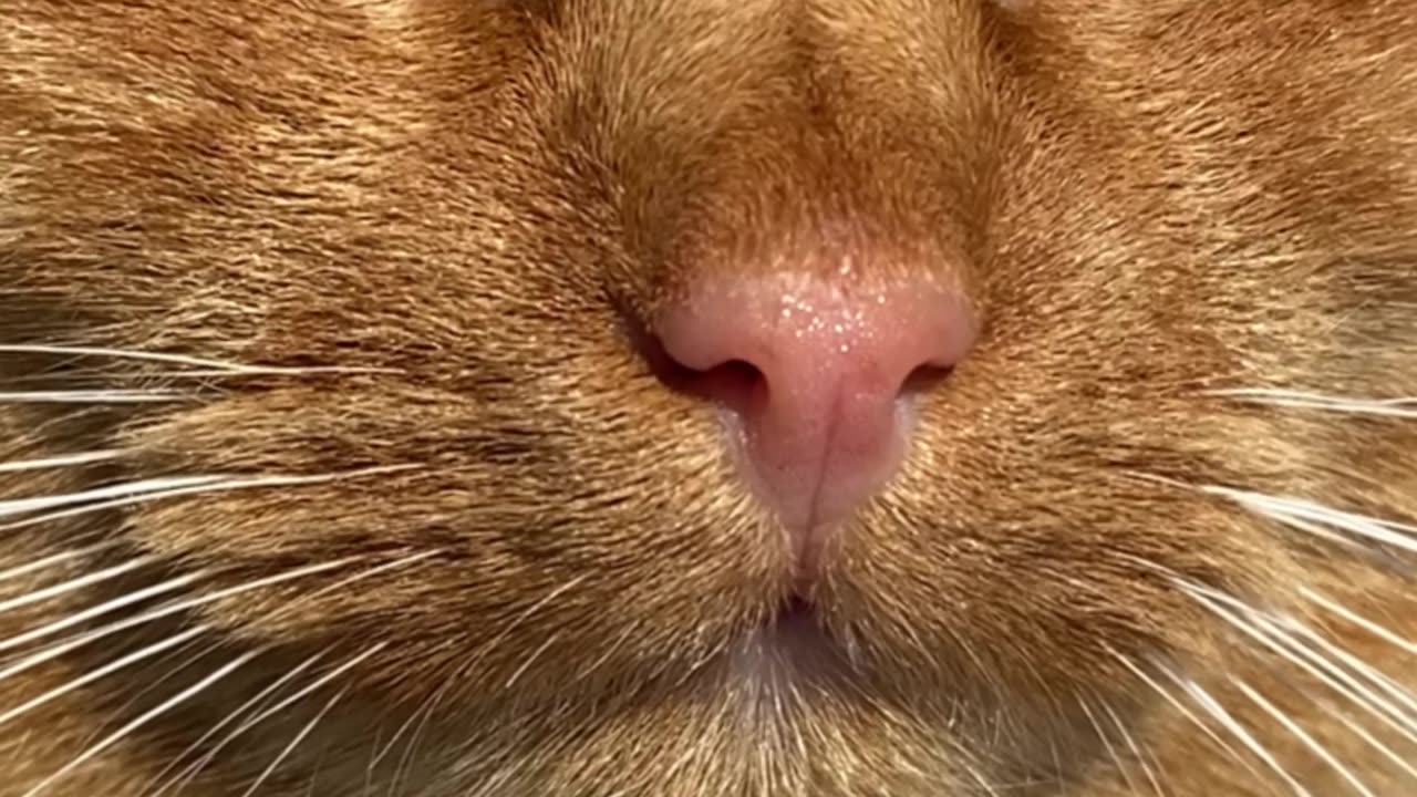 Cat Cute