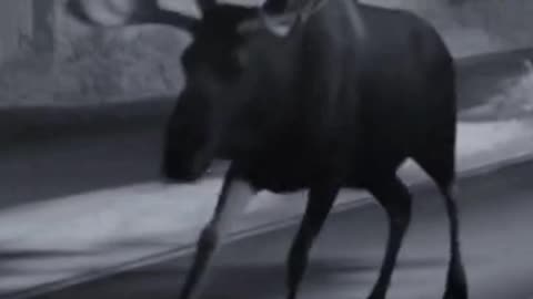 Elk paralyzes traffic